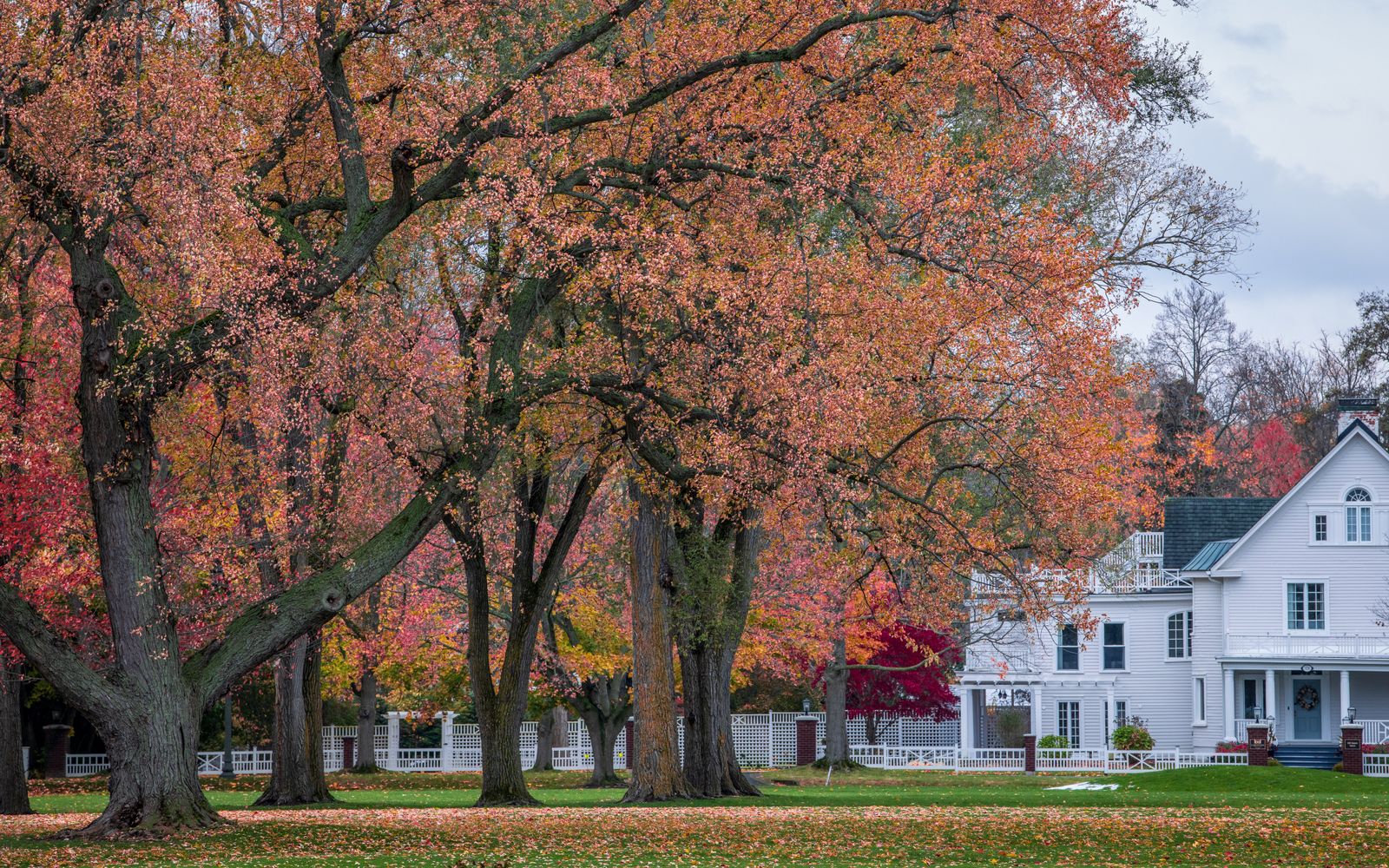 White colonial house behind autumn maples